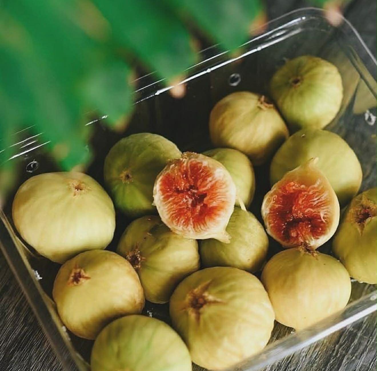 عرض التين الأخضر الفاخر